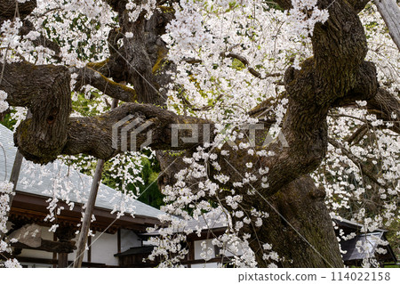 Weeping cherry blossoms at Kosenji Temple, Kaminoyama City, Yamagata Prefecture 114022158