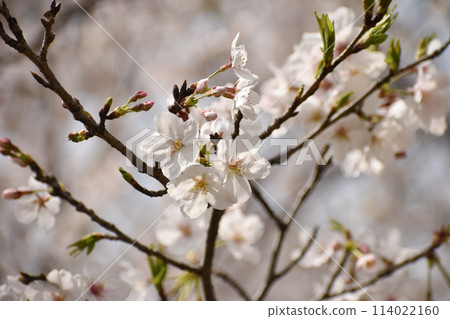 Gorgeous Somei-Yoshino cherry blossoms Gorgeous Somei-Yoshino cherry blossoms 114022160