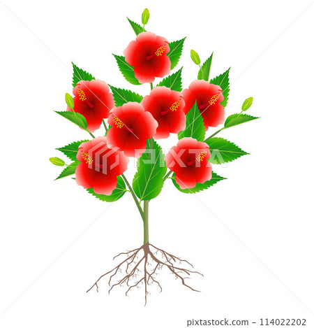 Chinese rose plant with roots isolated on white background. 114022202