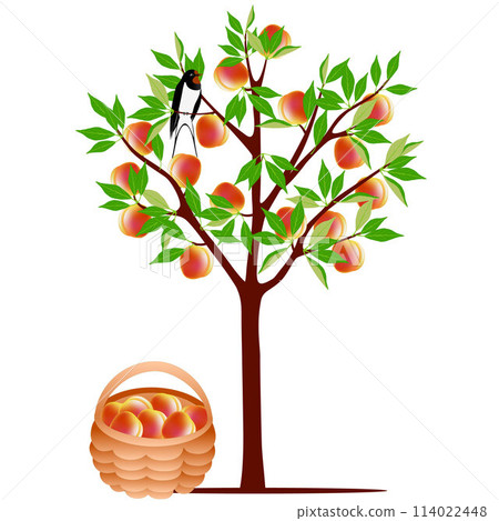 Peach tree with a swallow and a basket of peaches on a white background. 114022448