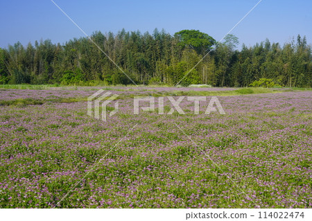 Blue sky and a wide grassland of milk vetch Blue sky and a wide grassland of milk vetch 114022474