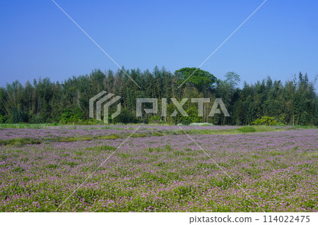 Blue sky and a wide grassland of milk vetch Blue sky and a wide grassland of milk vetch 114022475