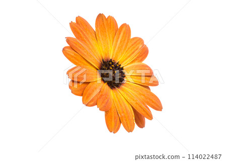 beautiful orange osteospermum or african daisy flower isolated on white 114022487