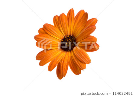 beautiful orange osteospermum or african daisy flower isolated on white beautiful orange osteospermum or african daisy flower isolated on white 114022491