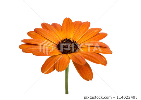 beautiful orange osteospermum or african daisy flower isolated on white beautiful orange osteospermum or african daisy flower isolated on white 114022493