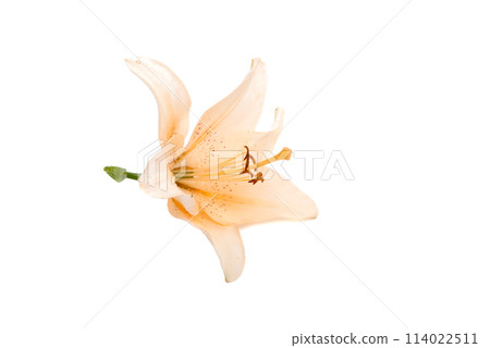 bright lilly flower isolated on the white bright lilly flower isolated on the white 114022511