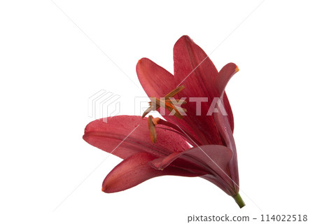 bright lilly flower isolated on the white bright lilly flower isolated on the white 114022518