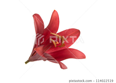 bright red lily flower isolated on the white 114022519