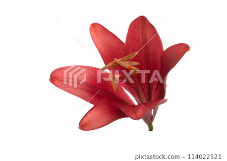 bright red lily flower isolated on the white bright red lily flower isolated on the white 114022521