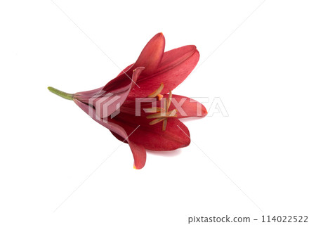 bright red lily flower isolated on the white bright red lily flower isolated on the white 114022522