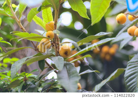 Ripe loquat fruit wet with raindrops 114022820