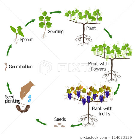 A growth cycle of grape plant on a white background. A growth cycle of grape plant on a white background. 114023139