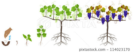Growth cycle of a plant of grapes from seeds on a white background. 114023170