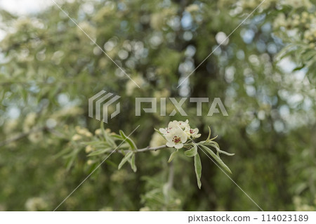 Willow leaf pear blossom in spring 114023189