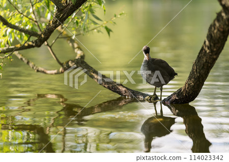 Young coot bird on a tree branch in water Young coot bird on a tree branch in water 114023342