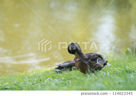 Closeup of Coot family swimming in pond water Closeup of Coot family swimming in pond water 114023345