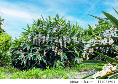 Tropical plants and blue sky 114023604
