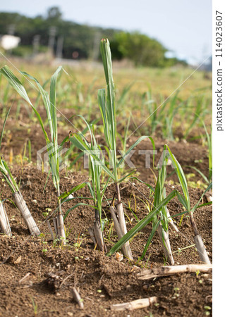 甘蔗苗 114023607
