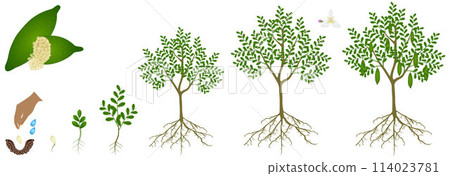 Cycle of growth of finger lime plant on a white background. 114023781