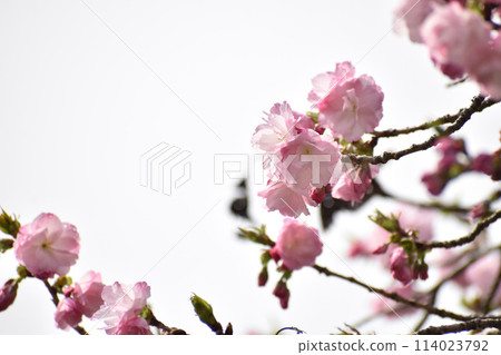 Double-flowered pink cherry blossoms, Beniyutaka 114023792