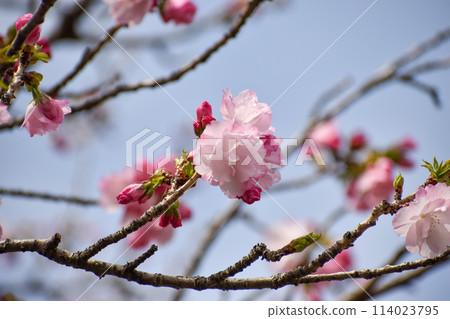 Double-flowered pink cherry blossoms, Beniyutaka 114023795