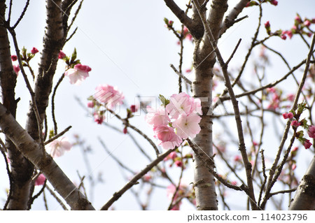 Double-flowered pink cherry blossoms, Beniyutaka 114023796