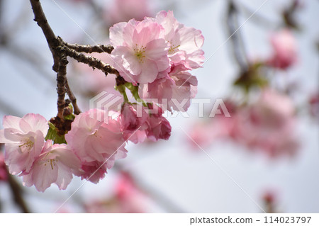 Double-flowered pink cherry blossoms, Beniyutaka 114023797
