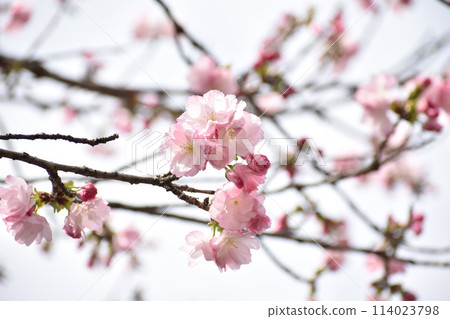 Double-flowered pink cherry blossoms, Beniyutaka 114023798