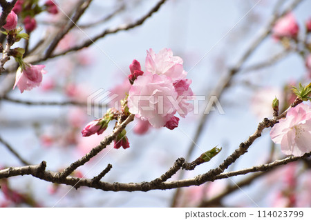 Double-flowered pink cherry blossoms, Beniyutaka 114023799
