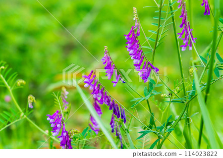 內由藤花 114023822