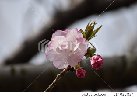 Double-flowered cherry blossoms, Beni Toyo Ichirin 114023834