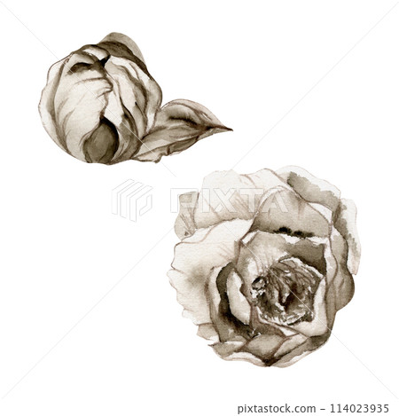 Hand drawn watercolor grisaille monochrome peony, tulip, ranunculus flowers. Single element isolated on white background. Design for invitations, wedding or greeting cards, floral shop, print, textile 114023935