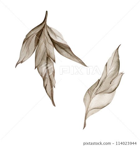 Hand drawn watercolor grisaille monochrome flower, bush, tree leaves, stems, branches. Single element isolated on white background. Invitations, wedding or greeting cards, floral shop, print, textile 114023944
