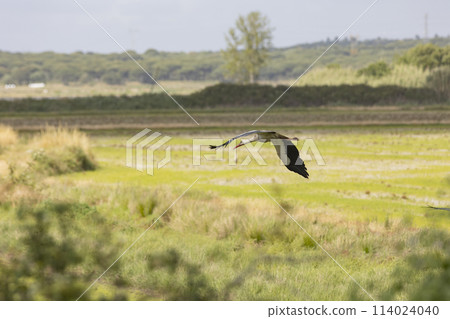 A big stork - bird is flying over a field of grass 114024040