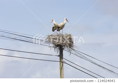 Two storks in the nest - birds are perched on a nest on a power pole Two storks in the nest - birds are perched on a nest on a power pole 114024041