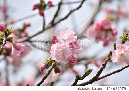 Gorgeous pink double cherry blossoms, Beniyutaka 114024079