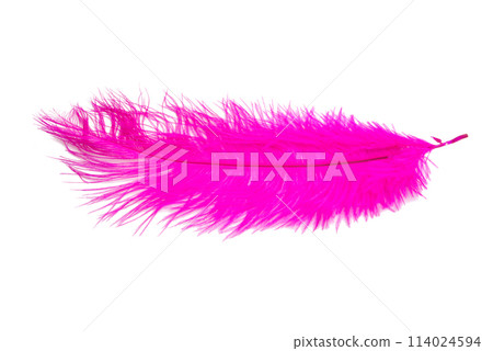 fluffy feather in pink color isolated on the white fluffy feather in pink color isolated on the white 114024594