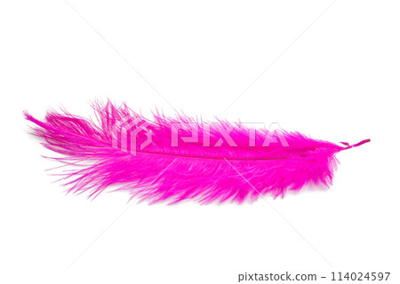 fluffy feather in pink color isolated on the white fluffy feather in pink color isolated on the white 114024597