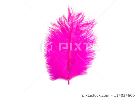 fluffy feather in pink color isolated on the white 114024600