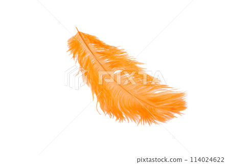 fluffy feather in orange color isolated on the white fluffy feather in orange color isolated on the white 114024622