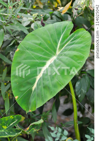 Colocasia variegated, Colocasia esculenta Nancys Revenge or colocasia nancys revenge 114025042