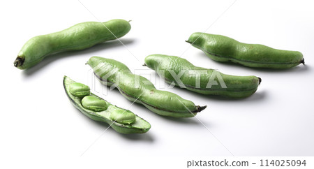 蠶豆（白色背景） 114025094