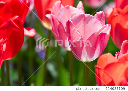 Tulip field Tulip field 114025109