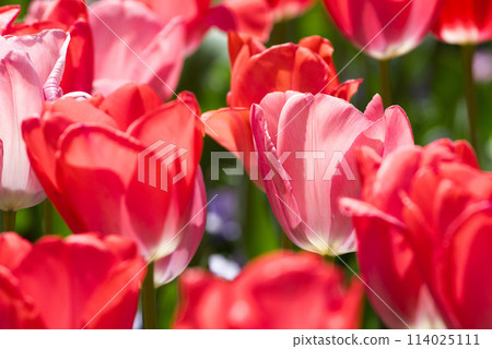 Tulip field Tulip field 114025111