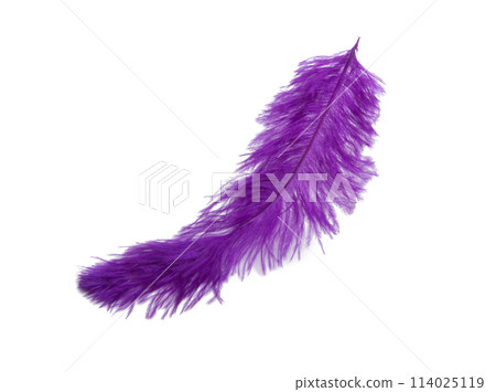 fluffy feather in purple color isolated on the white fluffy feather in purple color isolated on the white 114025119