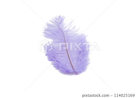 fluffy feather in pink color isolated on the white fluffy feather in pink color isolated on the white 114025169