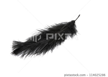 fluffy feather in blue color isolated on the white fluffy feather in blue color isolated on the white 114025286