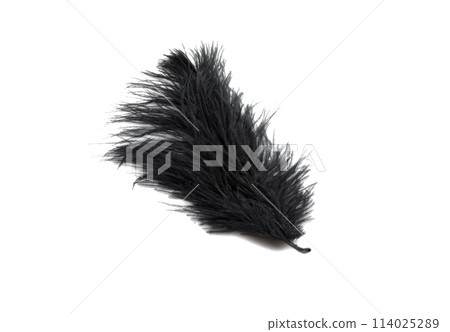fluffy feather in black color isolated on the white fluffy feather in black color isolated on the white 114025289