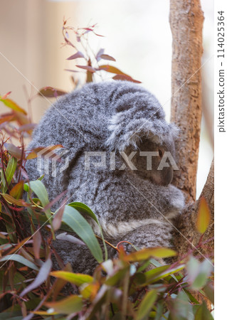 晚安考拉 晚安考拉 114025364