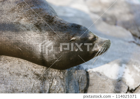 海獅在打盹 海獅在打盹 114025371
